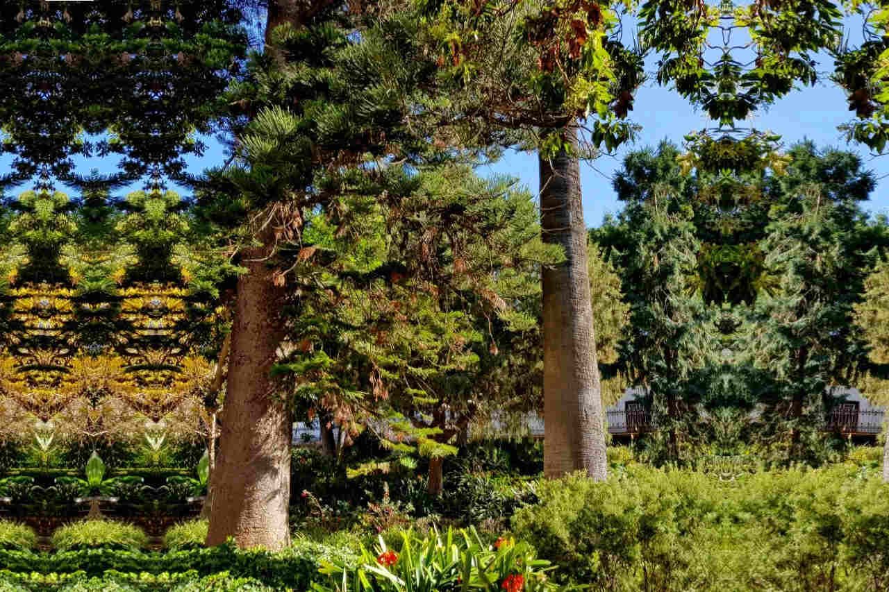 Vegetación frondosa en La Hijuela del Botánico en La Orotava con árboles exóticos y jardín histórico en Tenerife