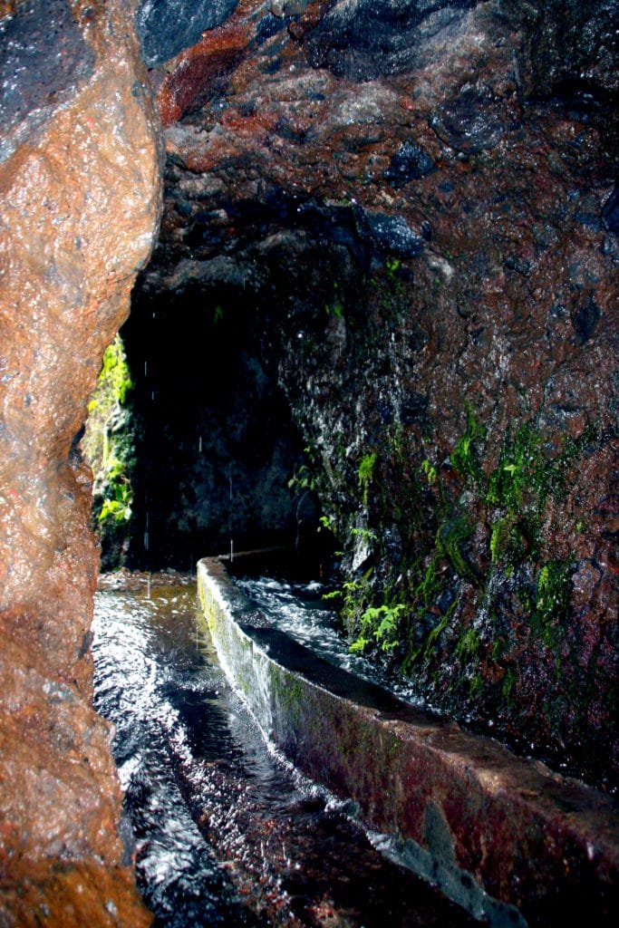 Sendero en el Parque Rural de Anaga rodeado de vegetación frondosa y canal de agua cubierto de musgo en un entorno húmedo de laurisilva en Tenerife