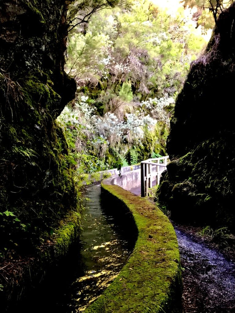 Sendero en el Parque Rural de Anaga tarjea de agua rodeada de vegetación frondosa y  cubierto de musgo y helechos  en un entorno húmedo de laurisilva en Tenerife