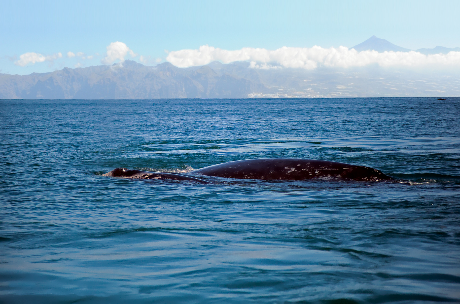 Canarias Patrimonio de ballenas el primer santuario en Europa