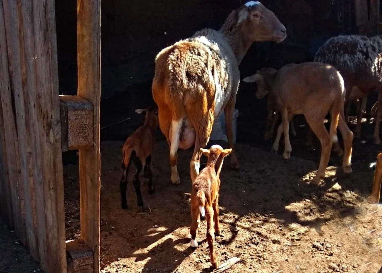 La trashumancia caprina