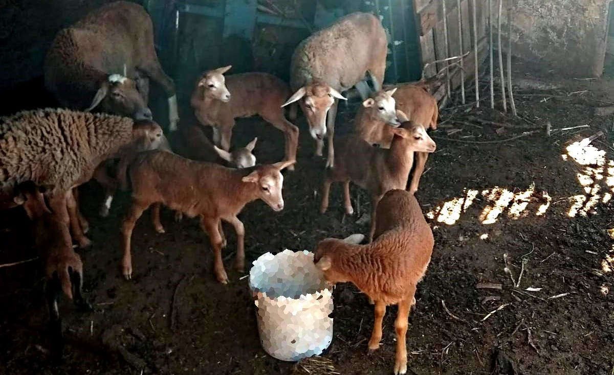 La trashumancia caprina en Gran Canaria