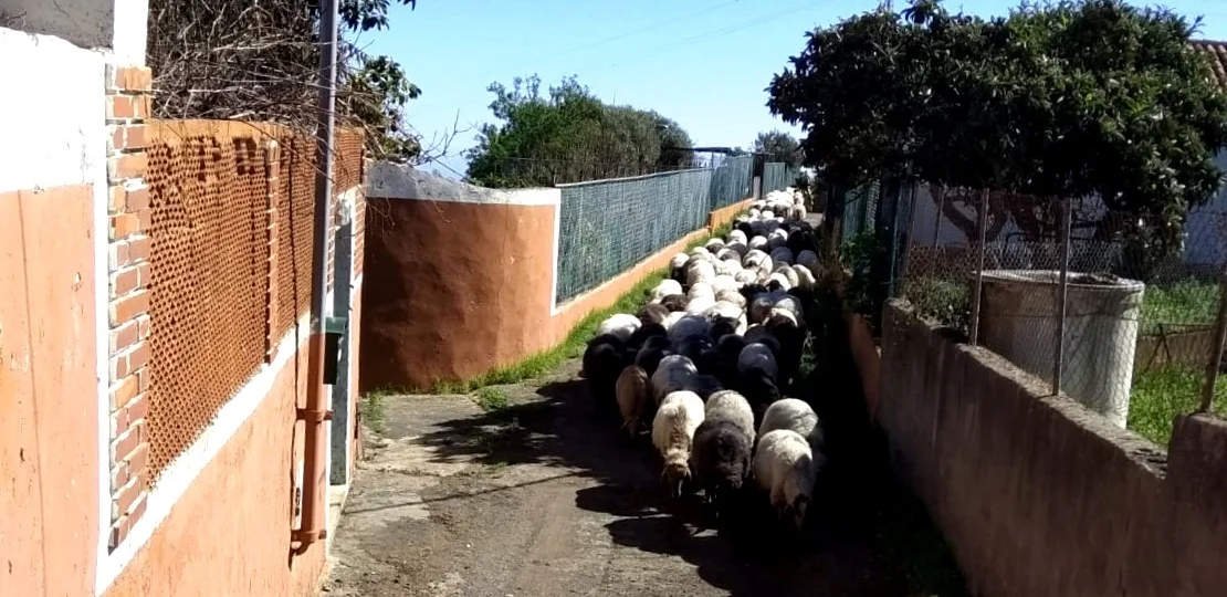 trashumancia en Tenteniguada