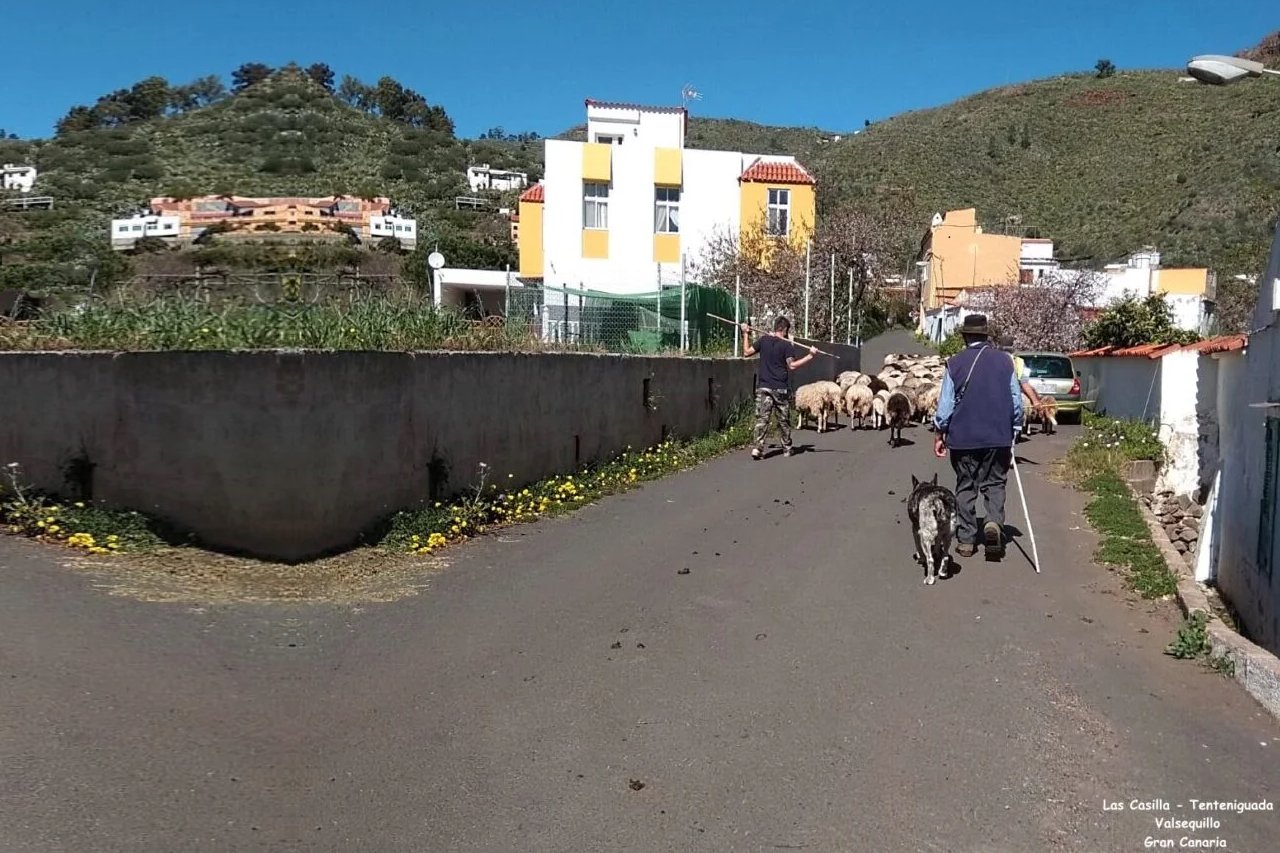 Trashumancia en Tenteniguada