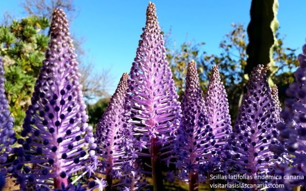 Scilla-latifolia_lamirillacontenidos_Tenerife