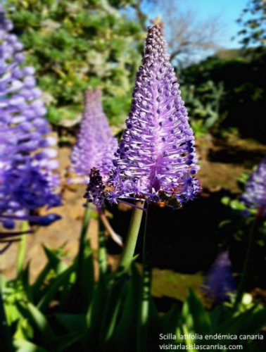 Scilla-latifolia_lamirillacontenidos_Tenerife_plantas-endémicas_flores