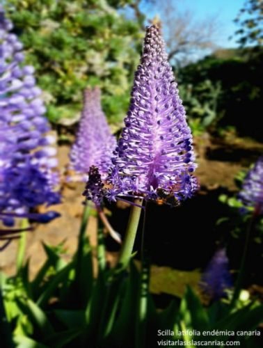 Scilla-latifolia_lamirillacontenidos_Tenerife_plantas-endémicas_flores Scilla-latifolia_lamirillacontenidos_Tenerife_plantas-endémicas_flores
