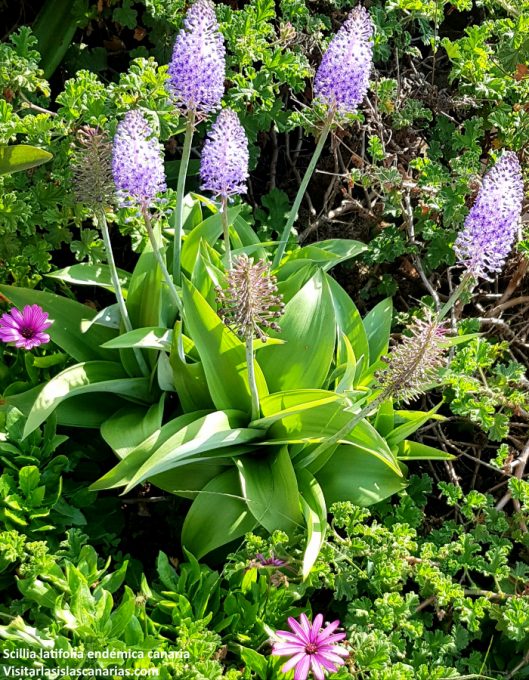 Scilla-latifolia_lamirillacontenidos_Tenerife_plantas-endémicas_flores_hojas-como-lanzas_jardín