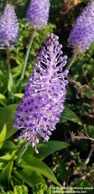Scilla-latifolia_lamirillacontenidos_Tenerife_plantas-endémicas_flores_hojas-como-lanzas_jardín_1 Scilla-latifolia_lamirillacontenidos_Tenerife_plantas-endémicas_flores_hojas-como-lanzas_jardín_1